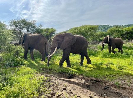 The Best 3 Days Tanzania Safari from Arusha – Tarangire, Ngorongoro Crater and Lake Manyara