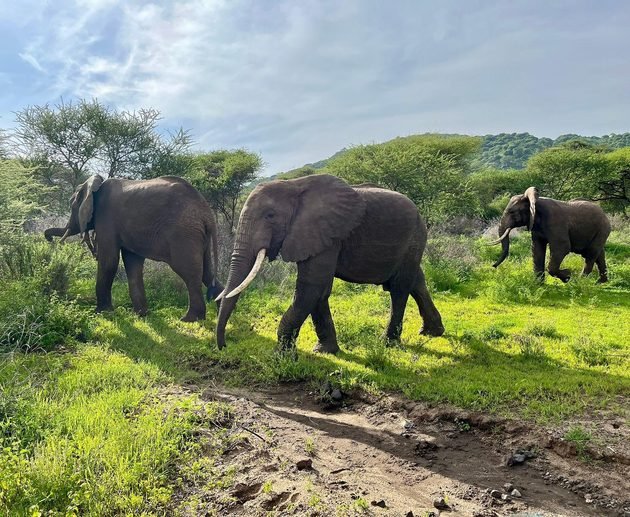The Best 3 Days Tanzania Safari from Arusha – Tarangire, Ngorongoro Crater and Lake Manyara