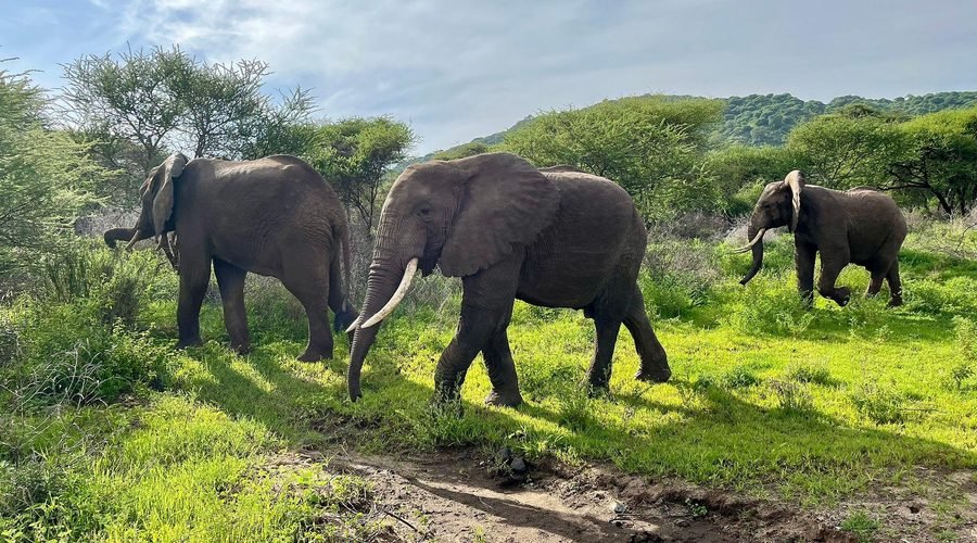 The Best 3 Days Tanzania Safari from Arusha – Tarangire, Ngorongoro Crater and Lake Manyara