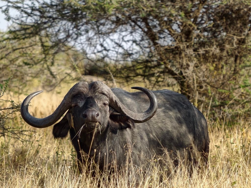 The Best 3 Days Tanzania Sharing and Joining Safaris 2027/2028 The Best 3 Days Tanzania Sharing and Joining Safaris 2027/2028