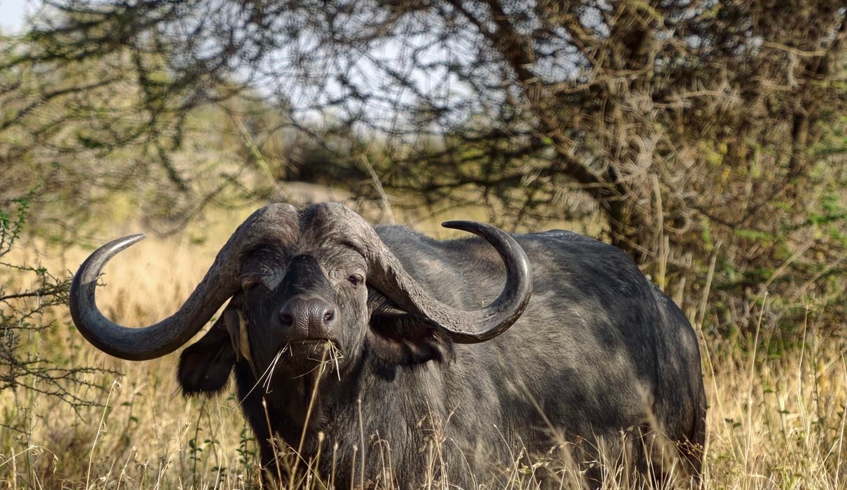The Best 3 Days Tanzania Sharing and Joining Safaris 2027/2028
