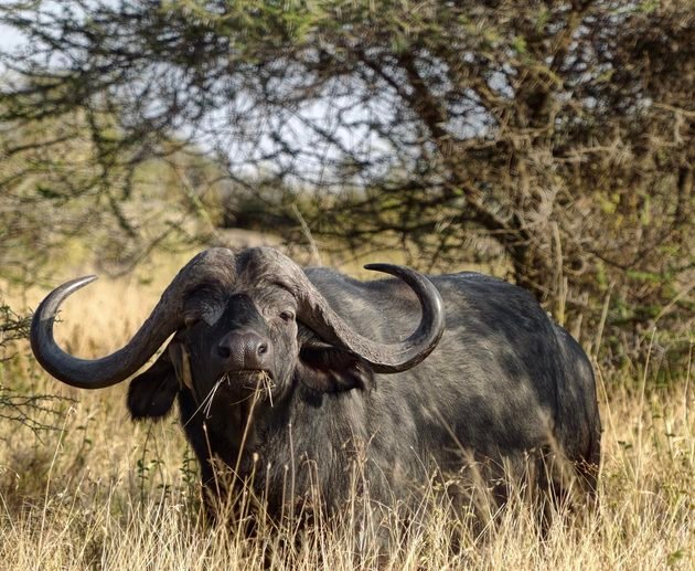 The Best 3 Days Tanzania Sharing and Joining Safaris 2027/2028