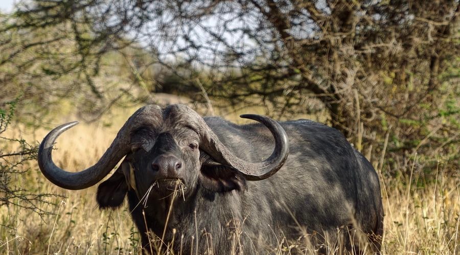 The Best 3 Days Tanzania Sharing and Joining Safaris 2027/2028