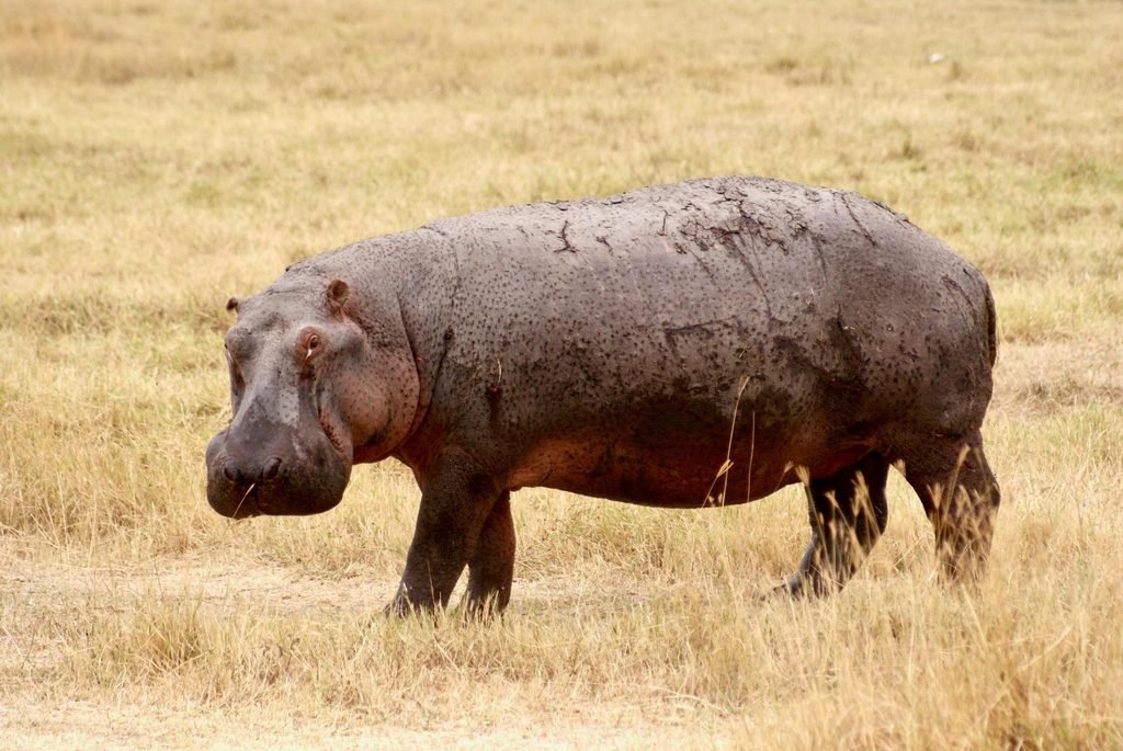 African Safari Cost 2027/2028: How Much Does a Safari in Africa Really Cost? African Safari Cost 2027/2028: How Much Does a Safari in Africa Really Cost?