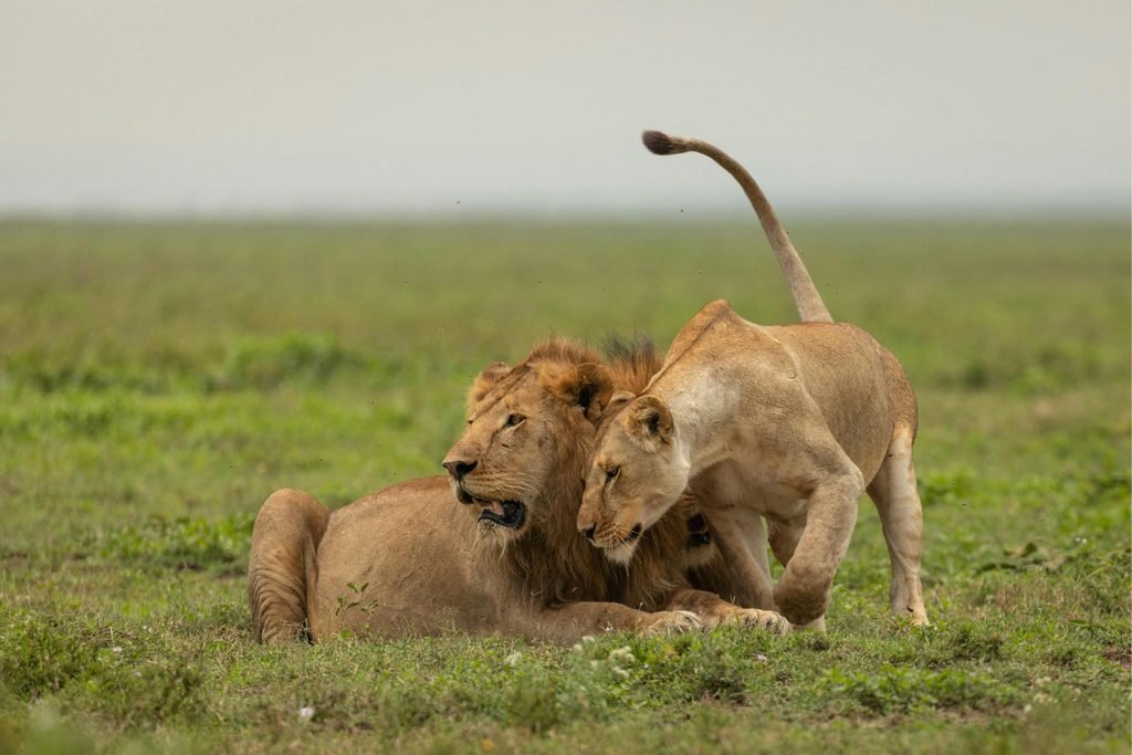 African Safari Cost 2027/2028: How Much Does a Safari in Africa Really Cost? African Safari Cost 2027/2028: How Much Does a Safari in Africa Really Cost?