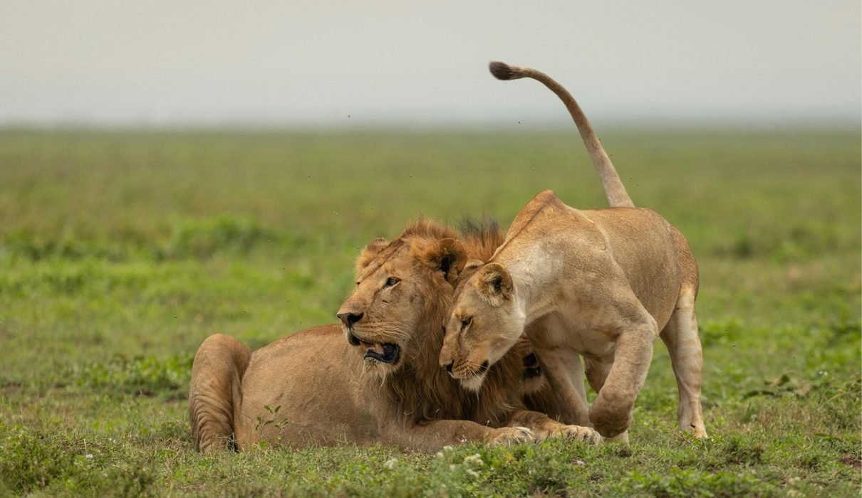 African Safari Cost 2027/2028: How Much Does a Safari in Africa Really Cost?
