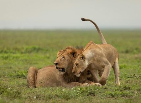 African Safari Cost 2027/2028: How Much Does a Safari in Africa Really Cost?