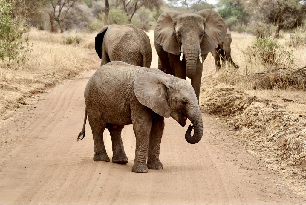The Best 3 Days Tanzania Private Budget Safari – Tarangire, Ngorongoro Crater and Lake Manyara