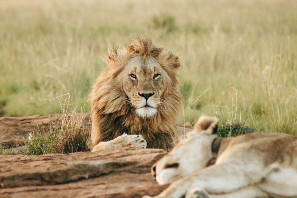 The Best 3 Days Tanzania Private Budget Safari – Tarangire, Ngorongoro Crater and Lake Manyara