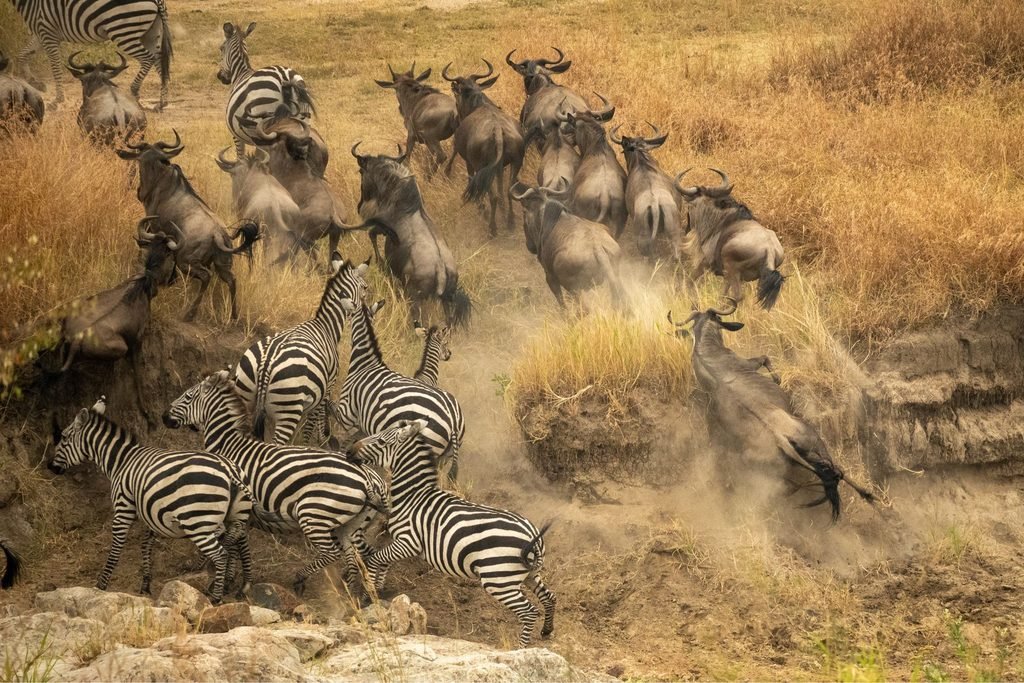 The Best Exclusive 4-Day Serengeti Migration Safari 2027/2028: Full Itinerary and Cost