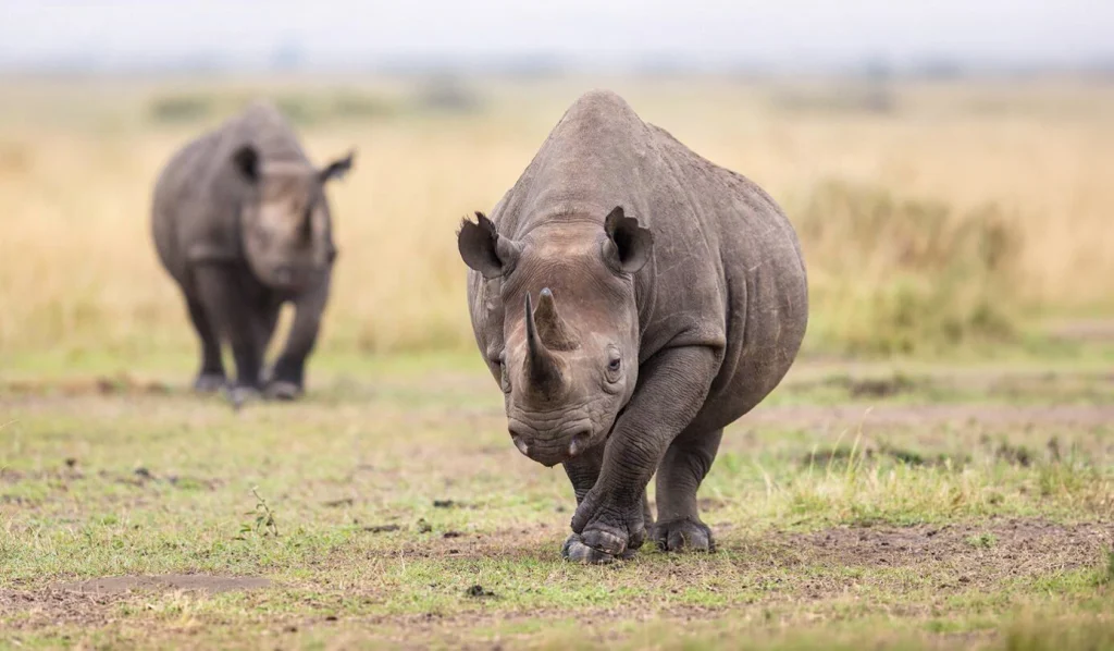 The Best 6 Days Private Tanzania Safari Tour in 2027–2028 – Serengeti, Ngorongoro, Tarangire & Lake Manyara