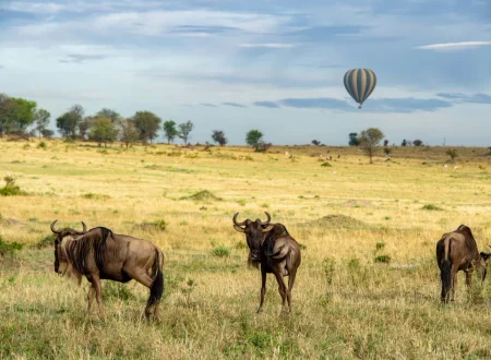 The Best 7 Days Serengeti Balloon Safari in Tanzania – Luxury Wildlife Trip 2027/2028