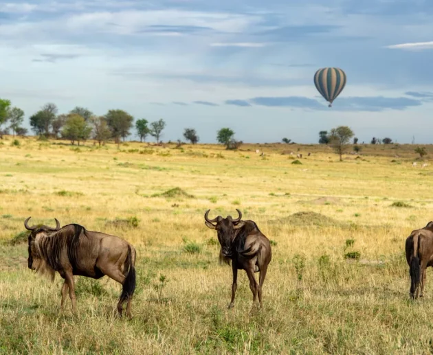 The Best 7 Days Serengeti Balloon Safari in Tanzania – Luxury Wildlife Trip 2027/2028