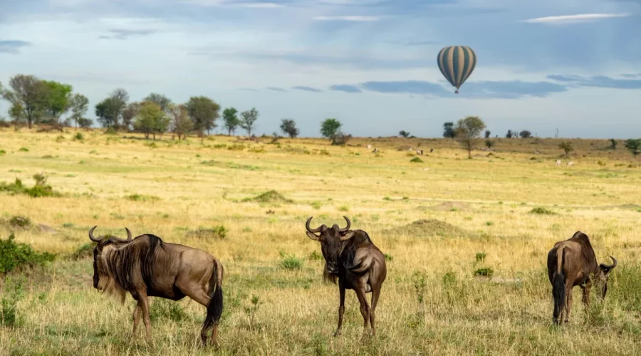 The Best 7 Days Serengeti Balloon Safari in Tanzania – Luxury Wildlife Trip 2027/2028