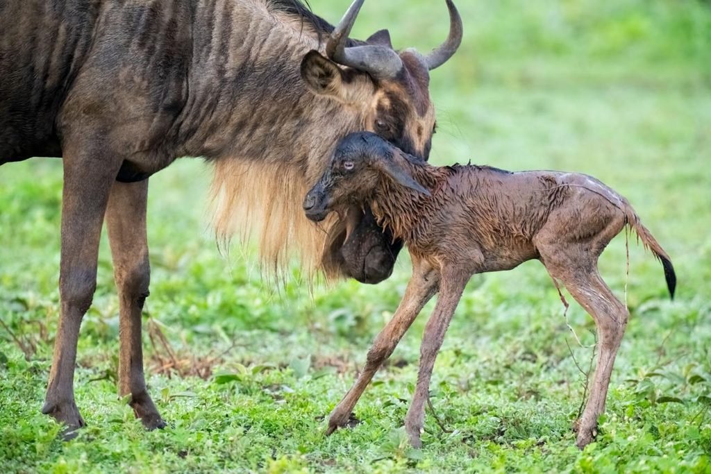 The Best 5 Days Serengeti Wildebeest Migration Safari 2027 – Tanzania Great Migration Tour