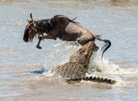 The Best 5 Days Serengeti Wildebeest Migration Safari 2027 – Tanzania Great Migration Tour
