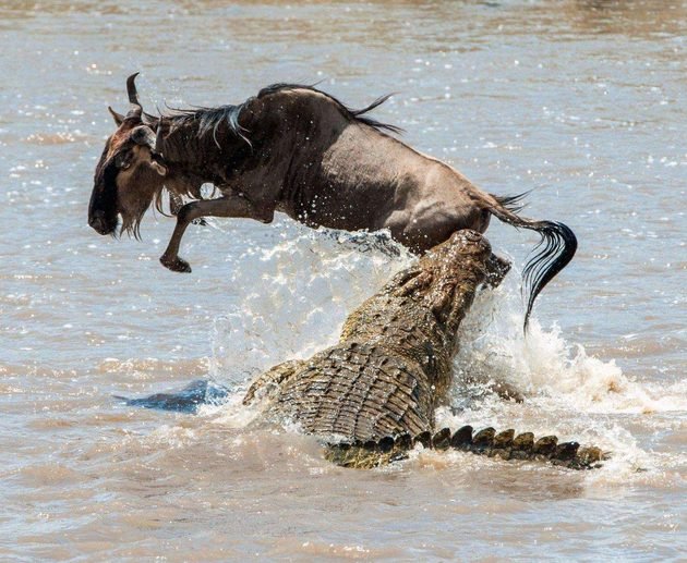 The Best 5 Days Serengeti Wildebeest Migration Safari 2027 – Tanzania Great Migration Tour
