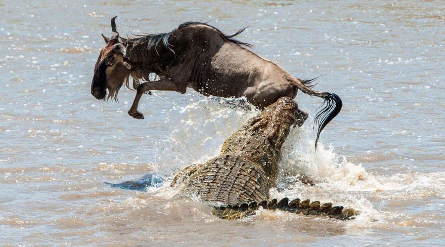The Best 5 Days Serengeti Wildebeest Migration Safari 2027 – Tanzania Great Migration Tour