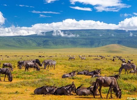 The Best 5 Days Serengeti Great Migration Luxury Lodge Safari 2027–2028