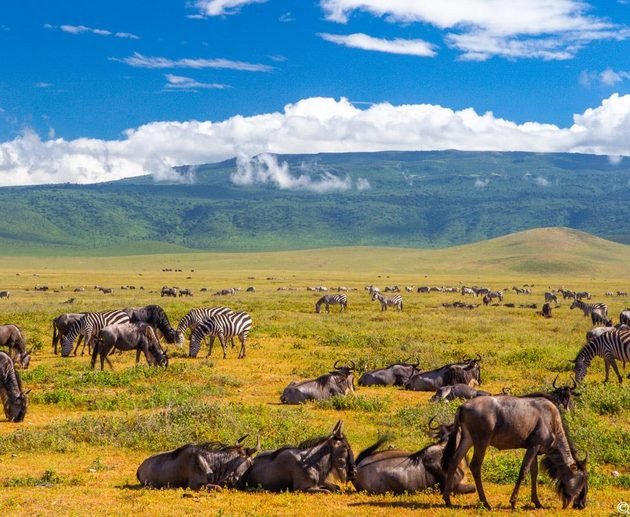 The Best 5 Days Serengeti Great Migration Luxury Lodge Safari 2027–2028