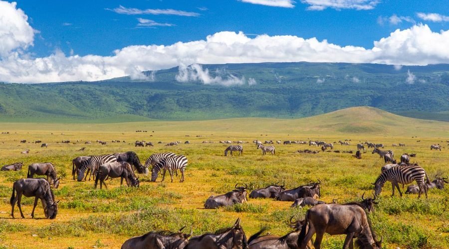 The Best 5 Days Serengeti Great Migration Luxury Lodge Safari 2027–2028