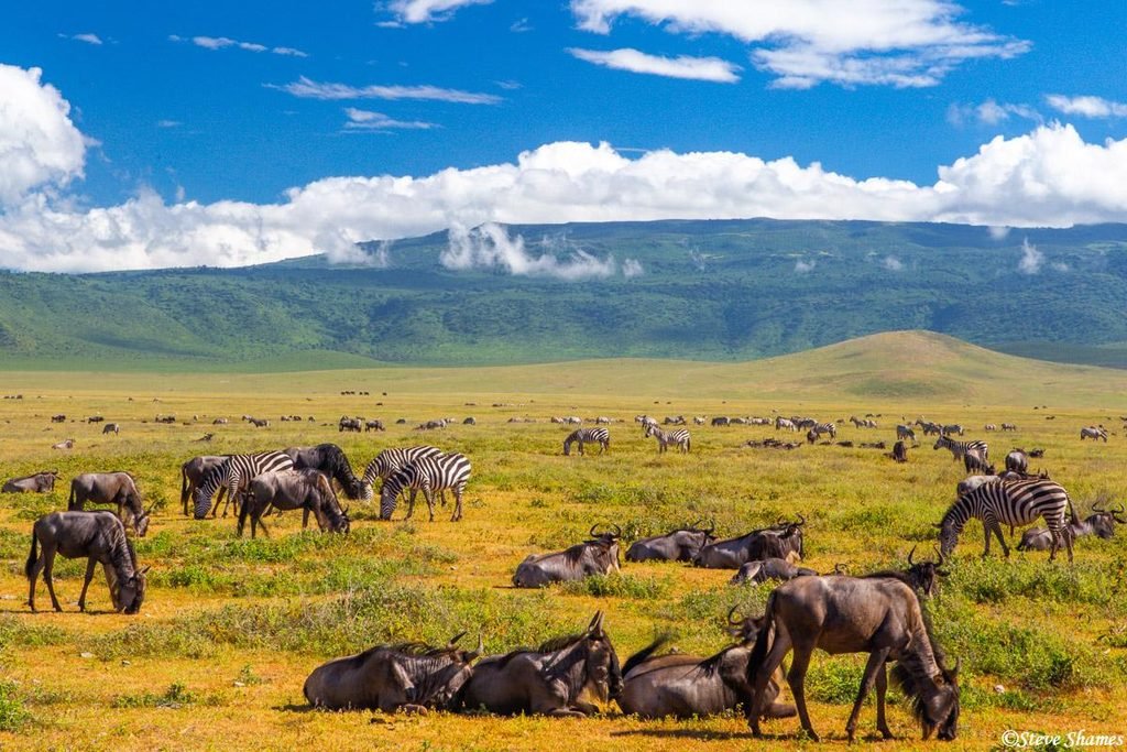 The Best 5 Days Tanzania Safari Package in 2027–2028 The Best 5 Days Tanzania Safari Package in 2027–2028