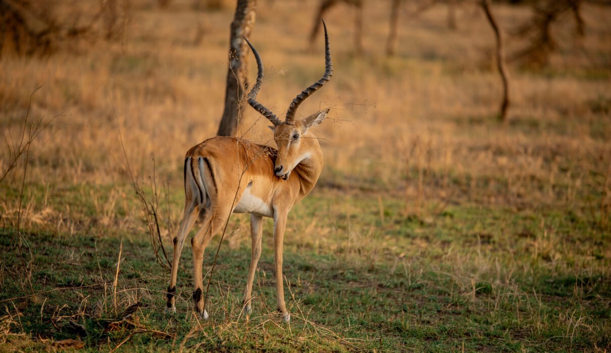 Greatest Tanzania Safari Experience – 7-Day Elite Wildlife Route: 1 Unforgettable Luxury Journey