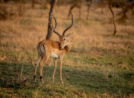 Best Tanzania Wildlife Journey – 7-Day Strategic Explorer: 7 Powerful Reasons to Experience Africa’s Ultimate Safari