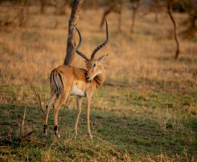 How to Plan a Multi-Park Safari Trip