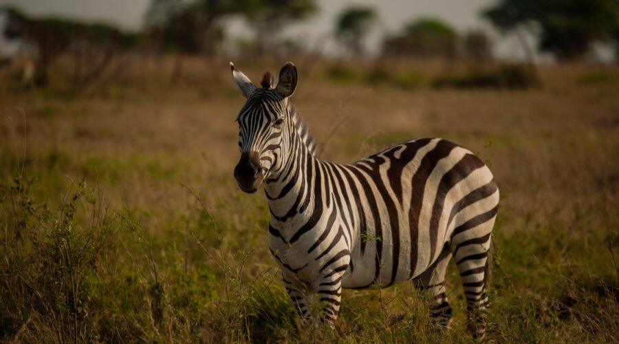 2 Days Serengeti Fly-In Safari from Zanzibar