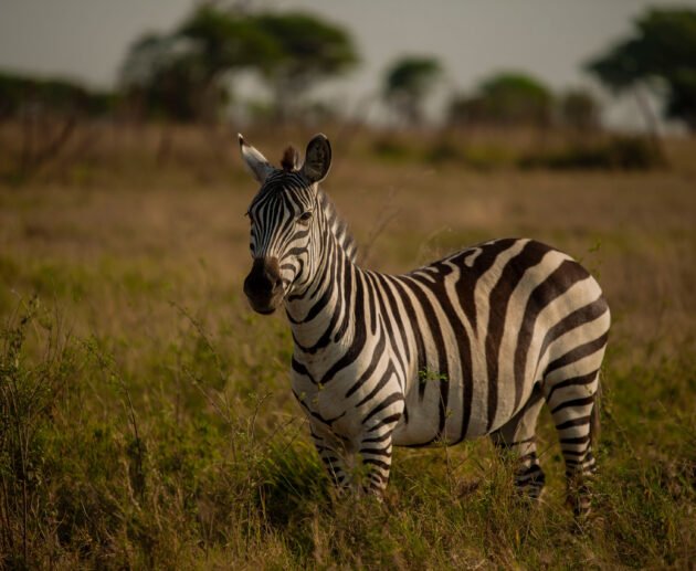 7 Days Tanzania Big Five Safari Adventure