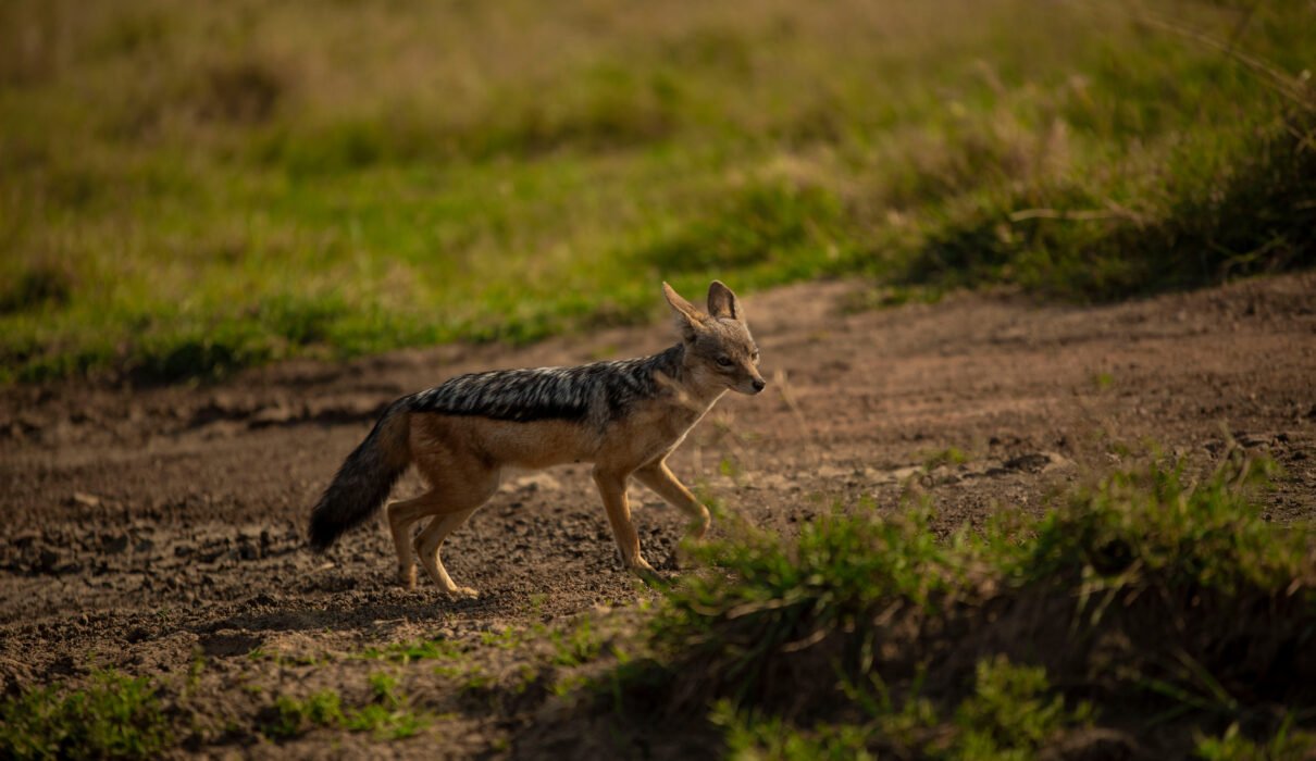 How Guides Track Animals in the Wild