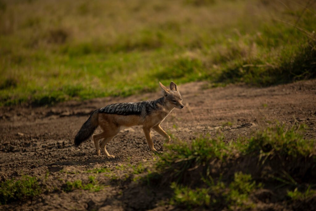 Top Tanzania Safari Package – 6-Day Premier Wildlife Journey: 6 Unforgettable Reasons to Book This Ultimate Adventure Top Tanzania Safari Package – 6-Day Premier Wildlife Journey