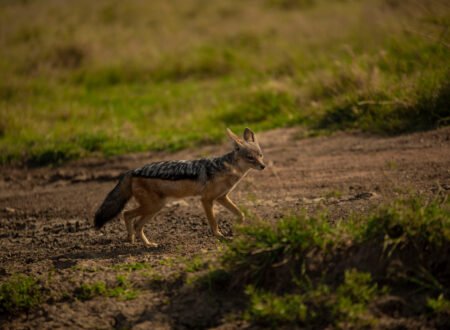 Animals of the Serengeti Ecosystem