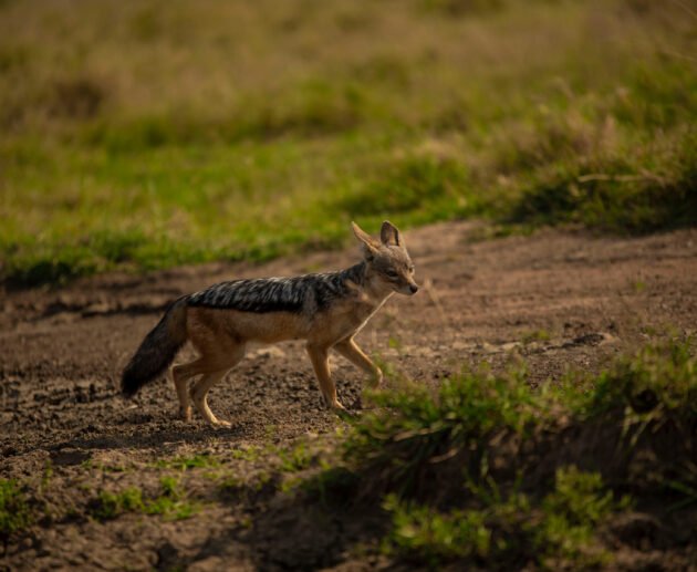 Animals of the Serengeti Ecosystem