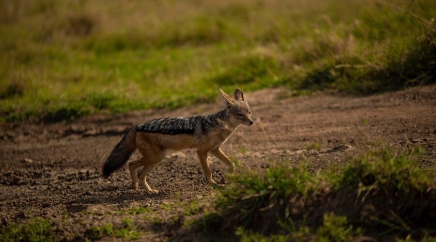 Animals of the Serengeti Ecosystem