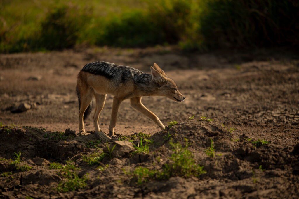 Tanzania Safari Ultimate Plan – 9 Strong Booking Advantages for an Unforgettable African Journey