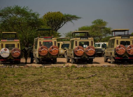 Serengeti Safari Cost – 7 Powerful Factors That Shape Your Final Price