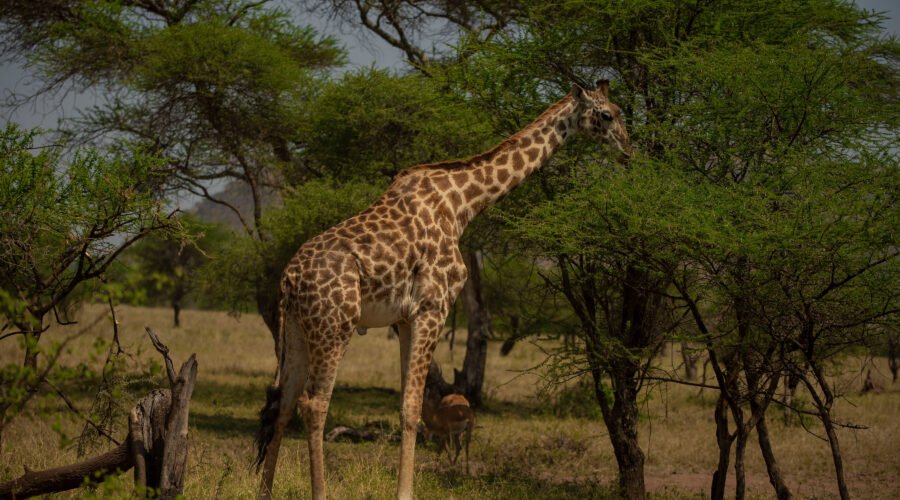 Voyage Safari Tanzanie et Zanzibar – 7 Conseils Essentiels pour une Expérience Inoubliable