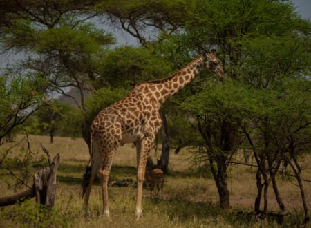 9 Days Tanzania Premier Wildlife & Scenic