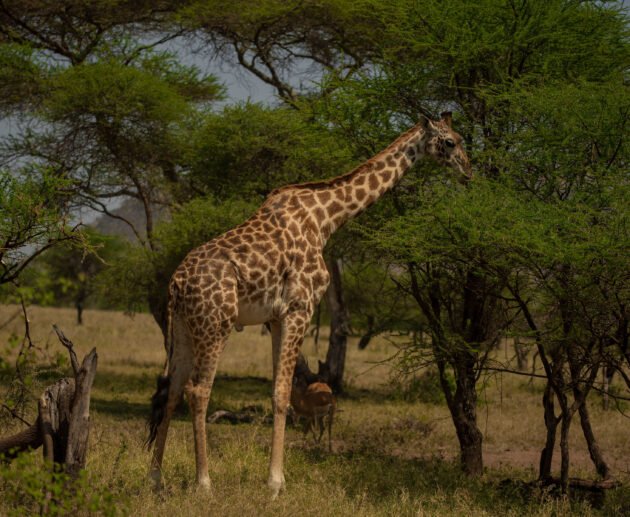 9 Days Tanzania Premier Wildlife & Scenic