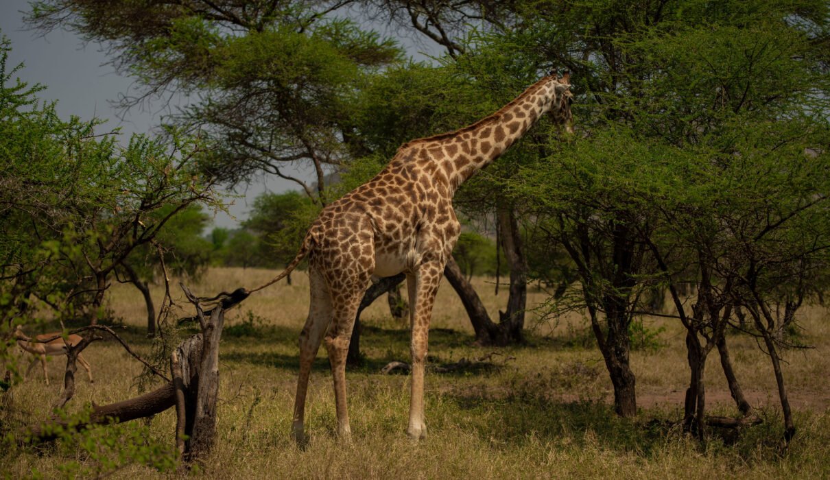 Wildlife of Tanzania: A Complete Overview