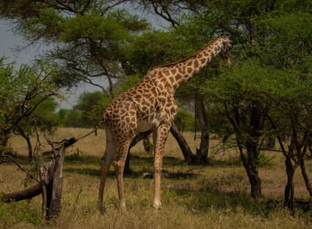 Wildlife of Tanzania: A Complete Overview