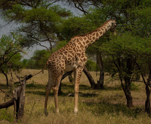 Wildlife of Tanzania: A Complete Overview