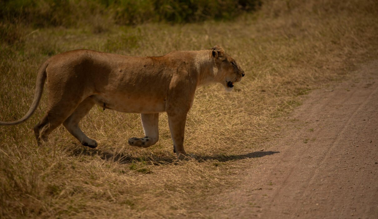 12 Days Tanzania Grand Migration & Big Cats Expedition