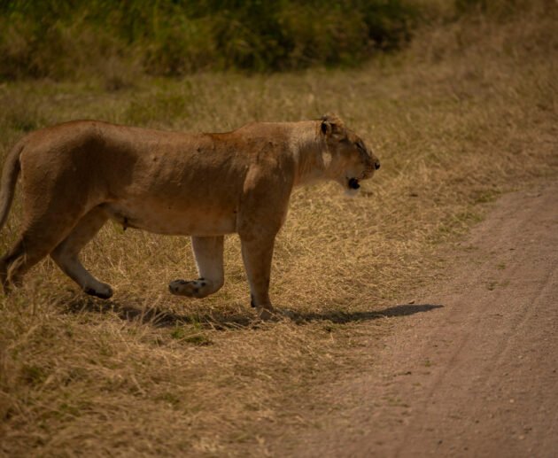 12 Days Tanzania Grand Migration & Big Cats Expedition