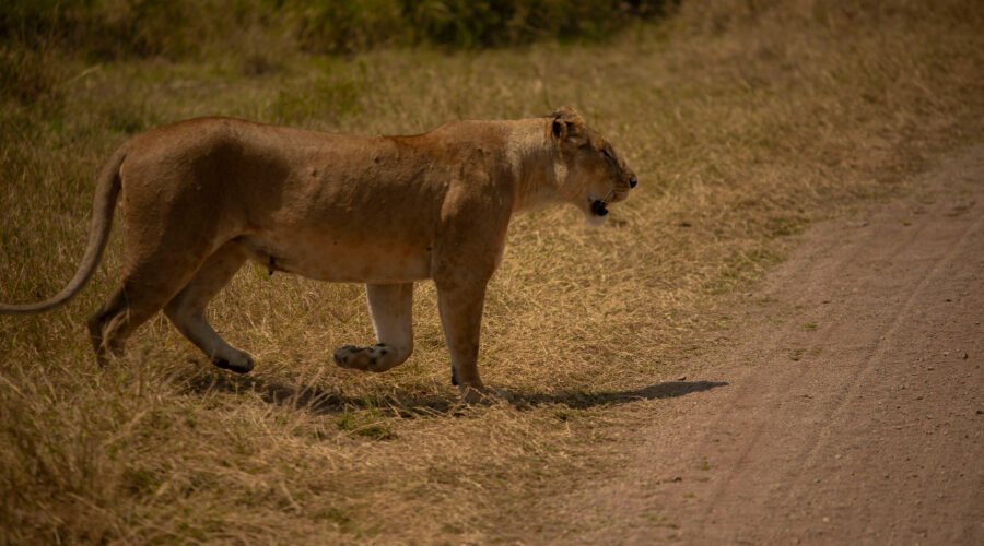 12 Days Tanzania Grand Migration & Big Cats Expedition