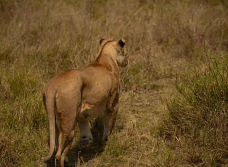 Serengeti Shall Not Die