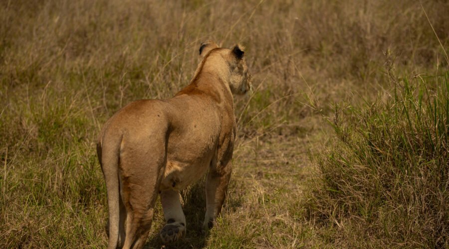 Most Impressive Tanzania Safari – 6-Day High-Impact Game Drive: 6 Powerful Reasons to Book Now