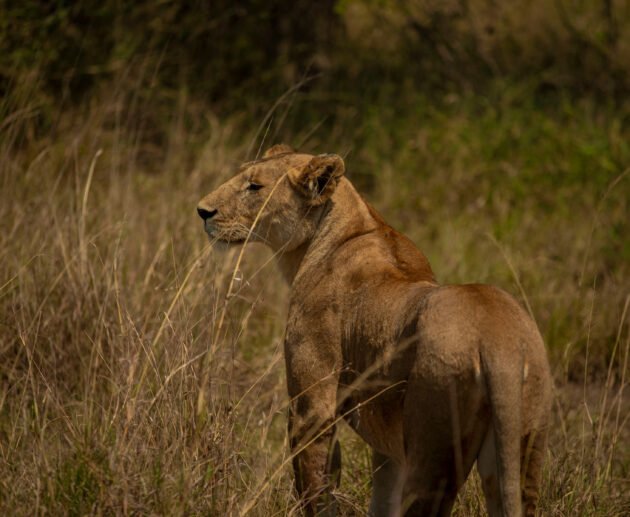 Serengeti National Park Safari Guide